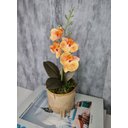 Ver imagem 2 de Arranjo De Mini Orquídea Laranja Vaso Bege Redondo