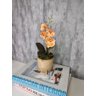 Arranjo De Mini Orquídea Laranja Vaso Bege Redondo - 1