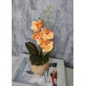 Arranjo De Mini Orquídea Laranja Vaso Bege Redondo - 3