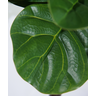 Planta Ficus Lyrata Folhagem Permanente Artificial para Decoração Verde - 3