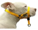 Ver imagem 1 de Coleira Cabresto Amorosso Halti: Xg