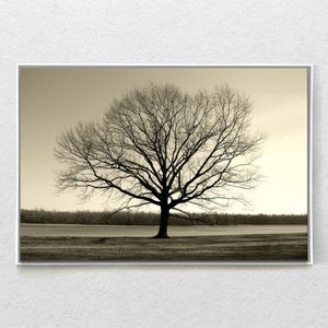 Quadro Decorativo Arvore Galhos Secos Horizontal Com Moldura e Sem Vidro 80X120