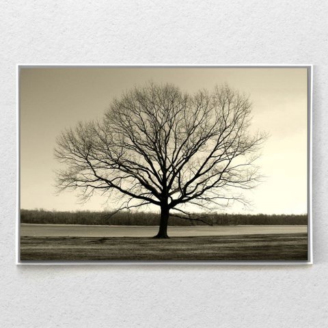 Quadro Decorativo Arvore Galhos Secos Horizontal Com Moldura e Sem Vidro 80X120