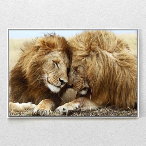Quadro Decorativo Leão Carinhoso Moderno Com Moldura e Sem Vidro 100x160