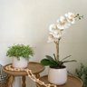 Arranjo Orquídea Artificial Toque Real Branca no Vaso Lorance Branco | Essência Singular Formosinha - 5