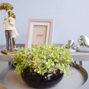Ver imagem 4 de Arranjo de Folhagens Peperômia no Vaso Baixo de Vidro | Linha Arranjos de Flores Formosinha