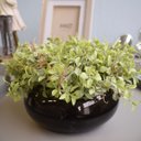 Ver imagem 5 de Arranjo de Folhagens Peperômia no Vaso Baixo de Vidro | Linha Arranjos de Flores Formosinha