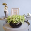 Ver imagem 6 de Arranjo de Folhagens Peperômia no Vaso Baixo de Vidro | Linha Arranjos de Flores Formosinha