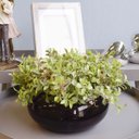 Ver imagem 3 de Arranjo de Folhagens Peperômia no Vaso Baixo de Vidro | Linha Arranjos de Flores Formosinha