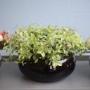 Ver imagem 1 de Arranjo de Folhagens Peperômia no Vaso Baixo de Vidro | Linha Arranjos de Flores Formosinha