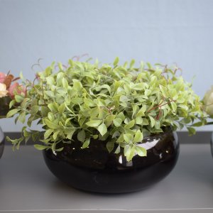 Arranjo de Folhagens Peperômia no Vaso Baixo de Vidro | Linha Arranjos de Flores Formosinha