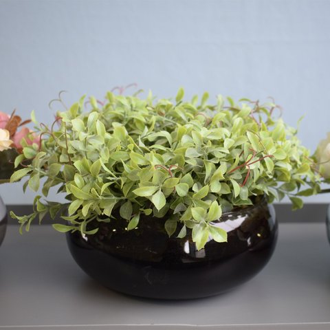 Arranjo de Folhagens Peperômia no Vaso Baixo de Vidro | Linha Arranjos de Flores Formosinha