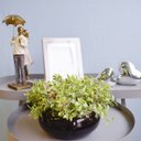 Ver imagem 2 de Arranjo de Folhagens Peperômia no Vaso Baixo de Vidro | Linha Arranjos de Flores Formosinha