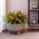 Ver imagem 2 de Vaso Redondo com Pés 33 Japi