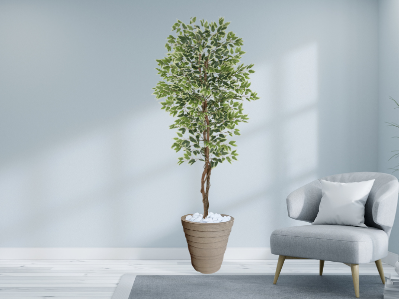 Planta Artificial Ficus Verde Creme 2,10m kit + Vaso Redondo D. Grafiato Bege 40cm - 2