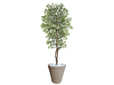Ver imagem 1 de Planta Artificial Ficus Verde Creme 2,10m kit + Vaso Redondo D. Grafiato Bege 40cm