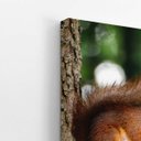 Ver imagem 3 de Esquilo Roendo Animais Natureza Quadro Canvas 60x40cm
