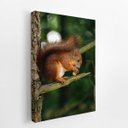 Ver imagem 2 de Esquilo Roendo Animais Natureza Quadro Canvas 60x40cm