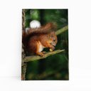Ver imagem 1 de Esquilo Roendo Animais Natureza Quadro Canvas 60x40cm