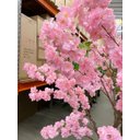 Ver imagem 7 de Árvore Artificial Cerejeira Rosa Grande para Decoração com 2.50m.