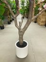 Ver imagem 5 de Árvore Artificial Cerejeira Rosa Grande para Decoração com 2.50m.