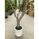 Ver imagem 5 de Árvore Artificial Cerejeira Rosa Grande para Decoração com 2.50m.