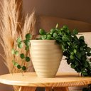 Ver imagem 2 de Jogo 6 Vasos para Flores Cachepot Névoa Bege Lyor Plástico