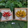 Kit quadros rústicos decorativo em madeira banana/pimenta artesanal - 6
