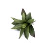 Folha Artificial Agave com Raiz X13 para Arranjos Verde 25 Cm F04 - D'rossi - 3