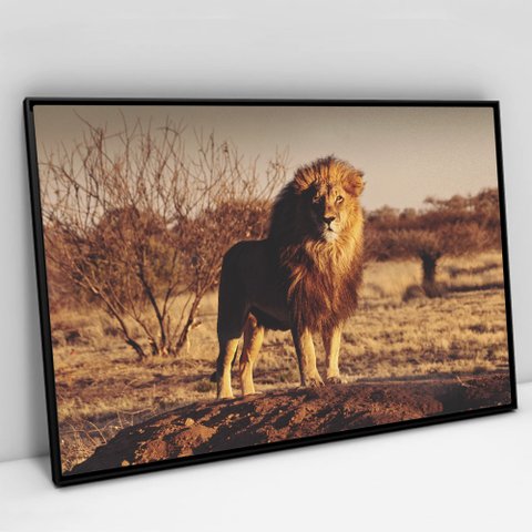 Quadro Decorativo em Canvas Leão Predador - Moldura Preta - 60 x 40cm