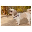 Ver imagem 5 de Coleira Cachorros com Guia Teen P Style