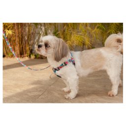Coleira Cachorros com Guia Teen P Style - 5
