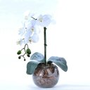 Ver imagem 1 de Arranjo de Orquídea Artificial Branca em Aquário Nani