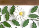 Ver imagem 4 de Painel de 1,80 metros com Flores Brancas Rústico para Parede