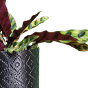 Ver imagem 2 de Vaso de planta Guarani - com dispenser de água -  Preto - p14/15