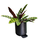 Ver imagem 1 de Vaso de planta Guarani - com dispenser de água -  Preto - p14/15
