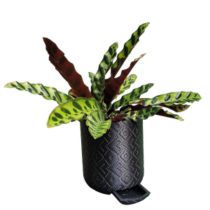 Vaso de planta Guarani - com dispenser de água -  Preto - p14/15