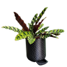 Vaso de planta Guarani - com dispenser de água -  Preto - p14/15 - 1