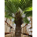 Ver imagem 6 de Palmeira Phoenix Artificial Planta Decoração Coqueiro 2.30m, Planta Decorativa para Casa e Eventos.