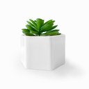 Ver imagem 2 de Mini Suculenta Artificial Vaso Cerâmica Branco - ALPSU01