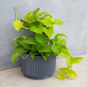 Vaso de planta - com prato - Linhas G - Cinza