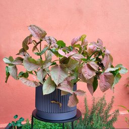 Vaso de planta - com prato - Linhas G - Cinza - 2