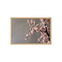 Ver imagem 1 de Quadro Decorativo Cerejeira: Mod. 0371 Collor-ink Mod.0371 50 X 75cm Marrom