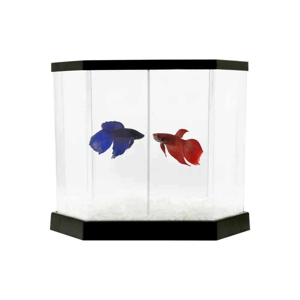 Kit aquário para peixe Betta Beteira plástica Betta Flex litros Transparente Preto