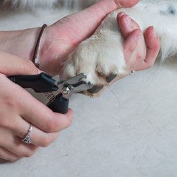 Alicate de Unha para Animais M em Aço com Cabo Vinílico - Germanhart - 2