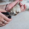 Alicate de Unha para Animais M em Aço com Cabo Vinílico - Germanhart - 2