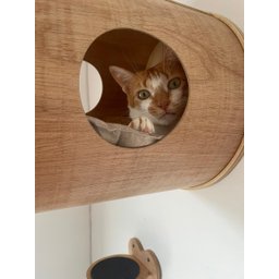 Casa Garfield - Suspensa para Gatos - 6