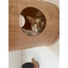 Casa Garfield - Suspensa para Gatos - 6