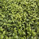 Ver imagem 2 de Placa de Grama Verde 40x60cm Jardim Vertical/painel Dec*