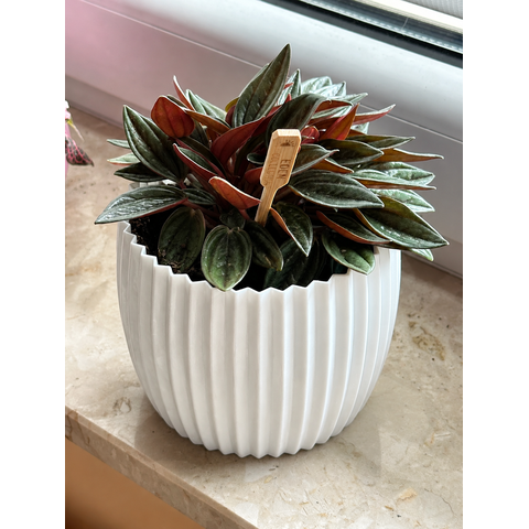 Vaso para Plantas e para Decoração